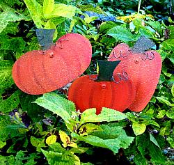 PUMPKIN PLANT PICKS