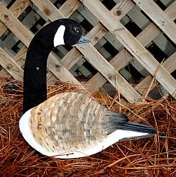 CANADIAN GOOSE